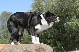 BORDER COLLIE 095